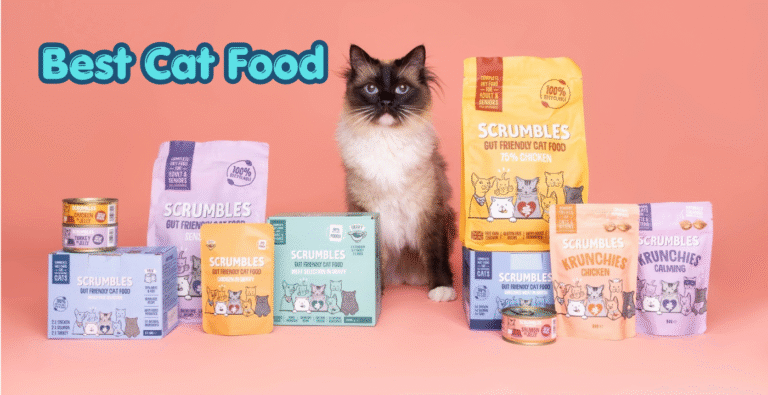 What Is the Best Cat Food?