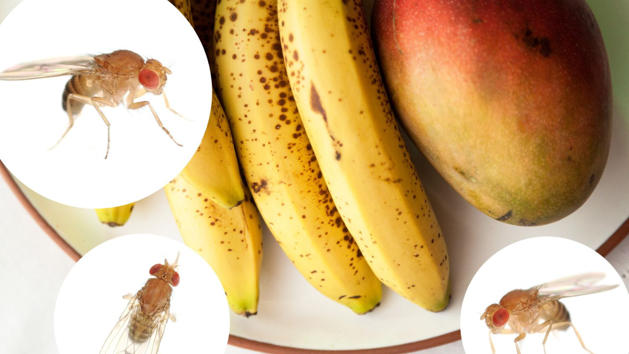 Top 5 Ways to Get Rid of Fruit Flies